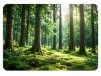 Forest origin for traceable paper packaging materials