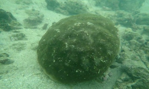 Why Use Silt Curtains to Protect Coral Reefs During Marine Construction?