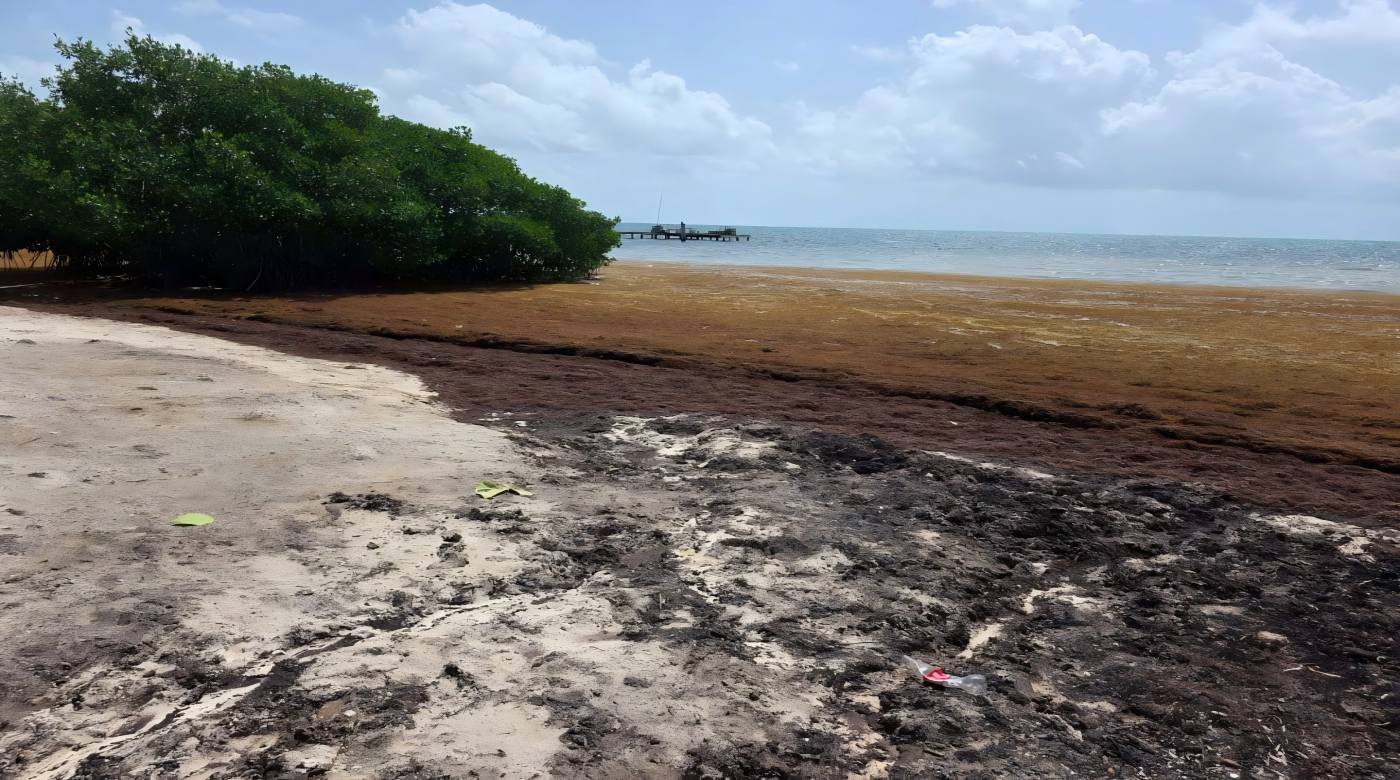 HOKBG silt curtains provide protection against seaweed.