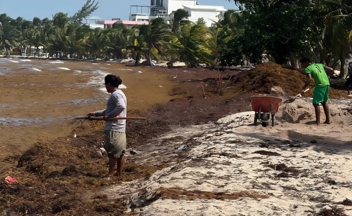 HOKBG silt curtains provide protection against seaweed.