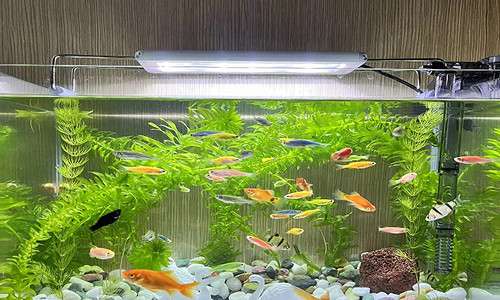 DC Water Pump for Freshwater aquariums