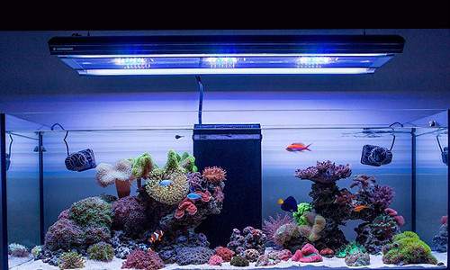 DC Water Pump for Salterwater Aquariums