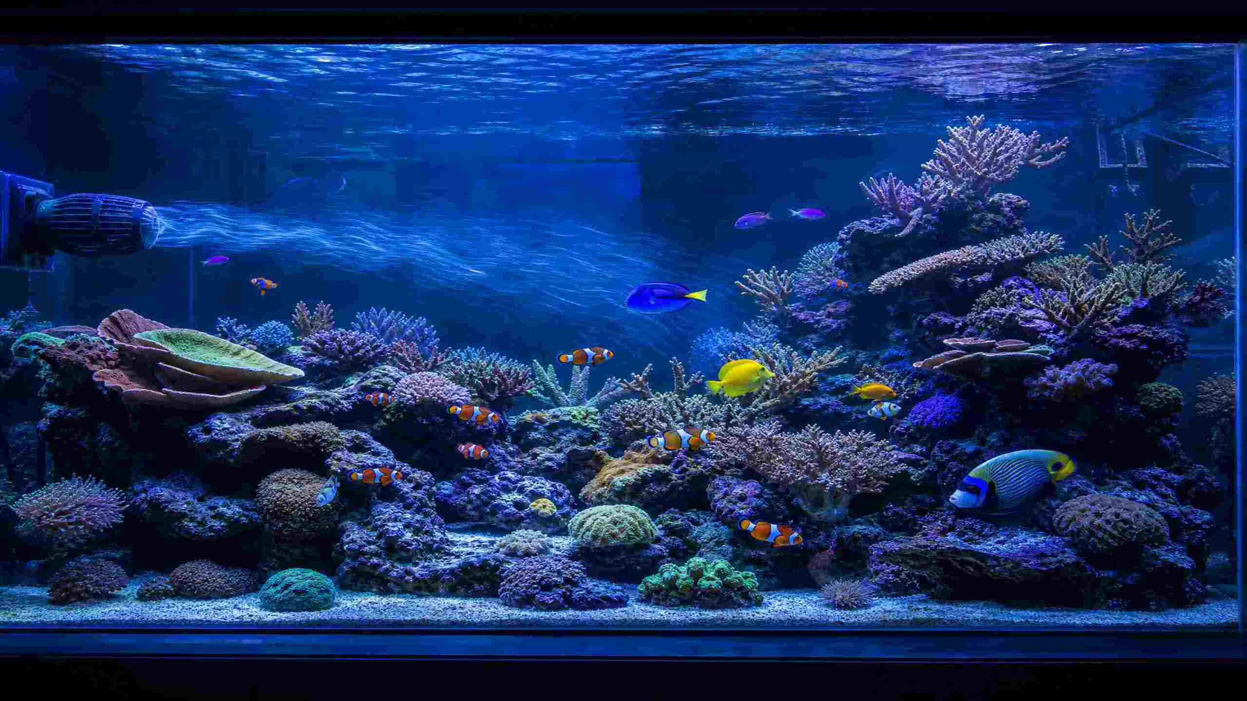 commercial aquarium circulation systems