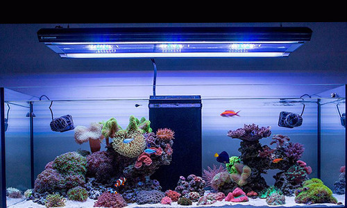 DC Water Pump for Salterwater Aquariums