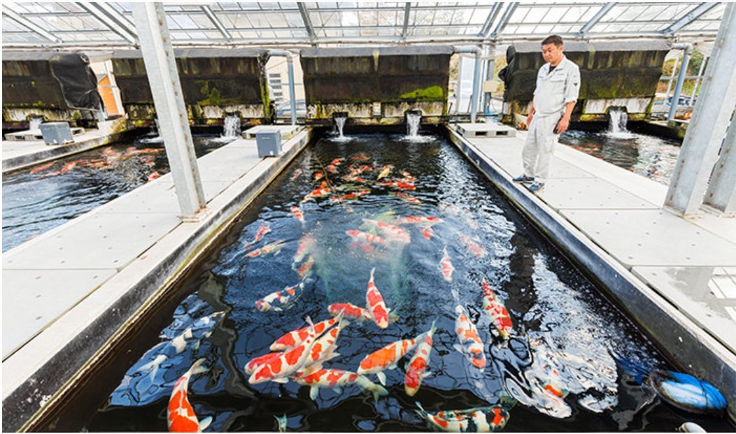 Commercial koi fish farm with multiple holding ponds and centralized filtration pipework illustrating the requirements for reliable energy-efficient pond pumps