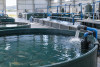 UK Aquaculture Water Pump Project | Jinwa PSC-35000