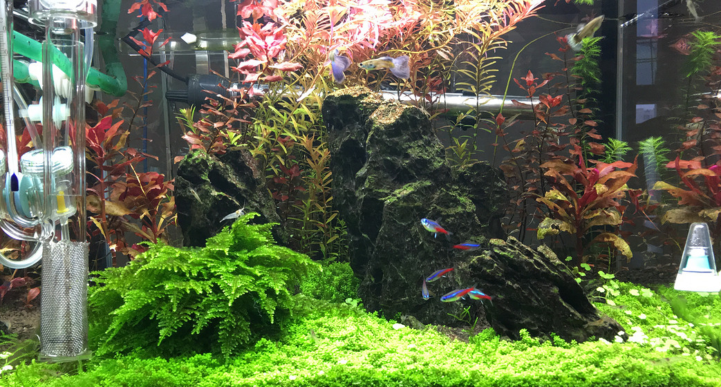 North American Home Aquarium