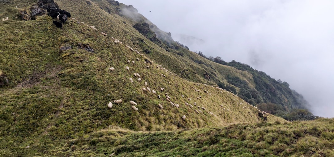 A herd of Merino sheep in the New Zealand highlands.