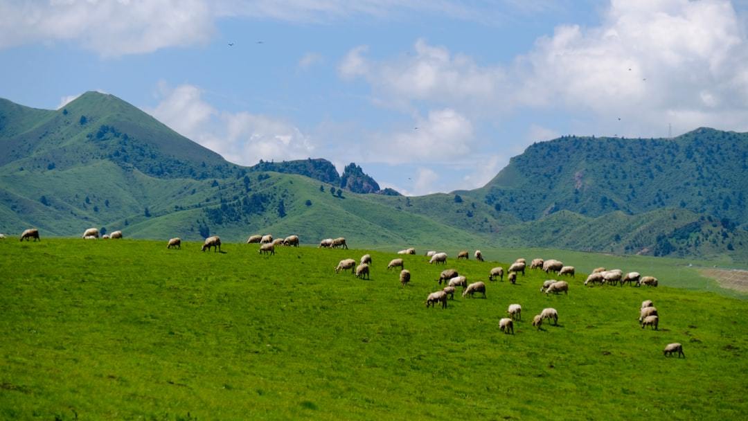 The Manufacturer's Guide to Merino Wool: Crafting the Ultimate Knitwear for Globetrotters