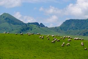 The Manufacturer's Guide to Merino Wool: Crafting the Ultimate Knitwear for Globetrotters