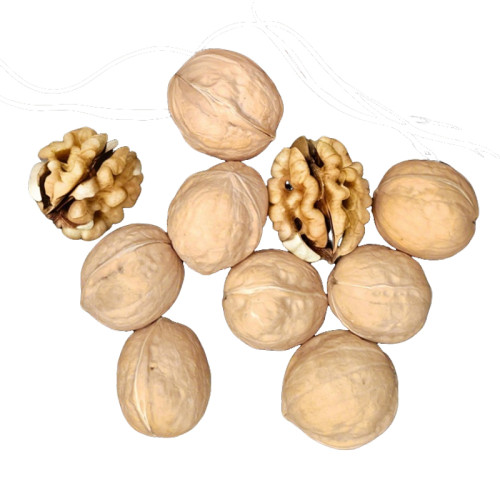 Wholesale Xin2 Walnuts Processing Factory | Custom Packaging | Nutritional Value for B2B Buyers