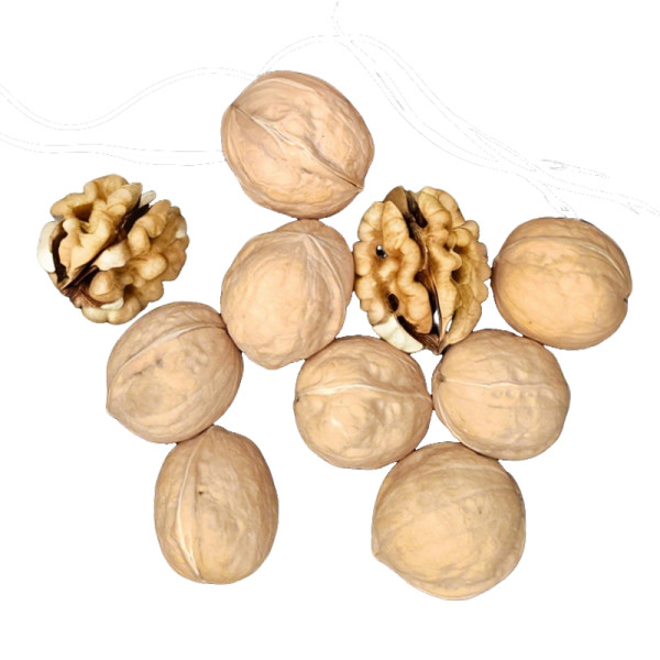 Wholesale Xin2 Walnuts Processing Factory | Custom Packaging | Nutritional Value for B2B Buyers
