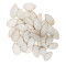 Edible Snow White Pumpkin Seeds | Nutritious & Healthy Snack | Wholesale Supplier for Trade