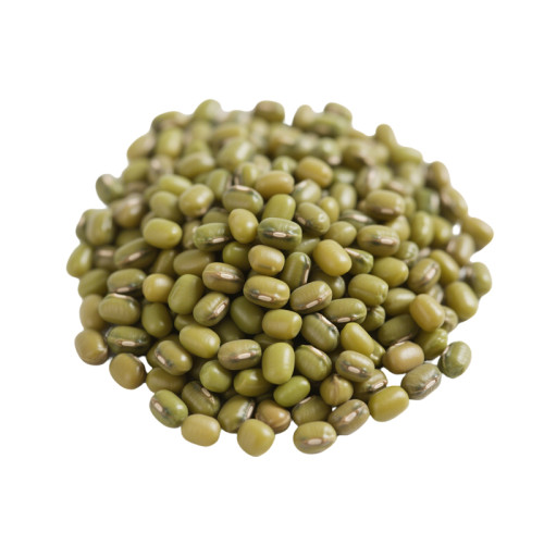 Premium Toptan Yeşil Fasulye | 25kg'lık Torbalar, Özel Paketleme | Vegan ve Sağlıklı Gıda Markaları İçin