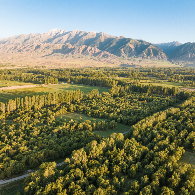 Wholesale Walnuts
