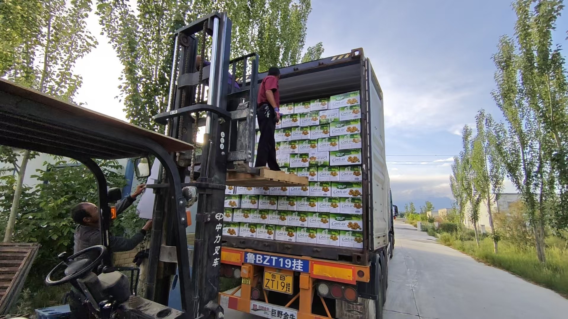 Wholesale Walnuts