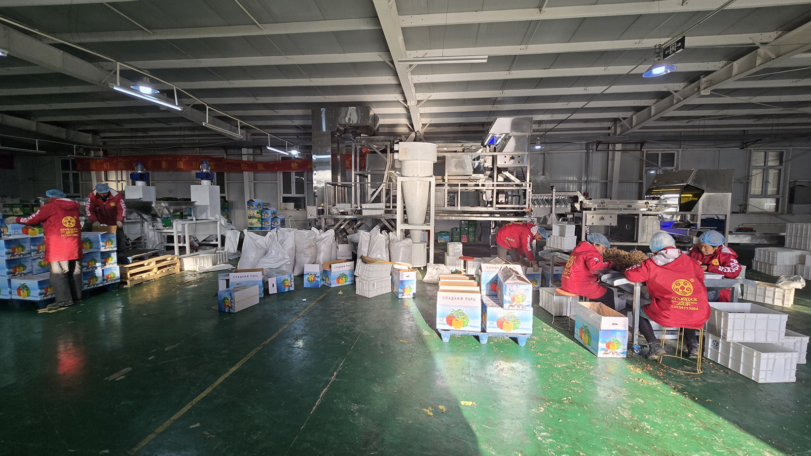 جوز بالجملة