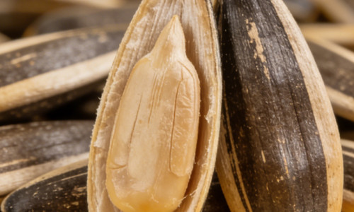 Chinese Sunflower Seeds Wholesale | High-Quality, Certified & Globally Recognized