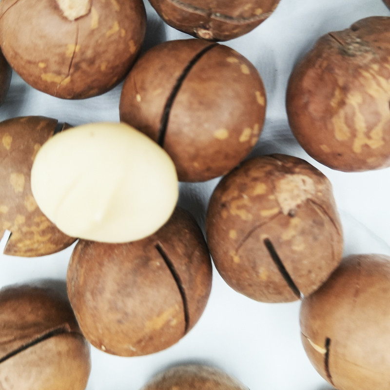 HALAL HACCP BRC Certified Wholesale Macadamia Nuts Manufacturer for Europe & Middle East