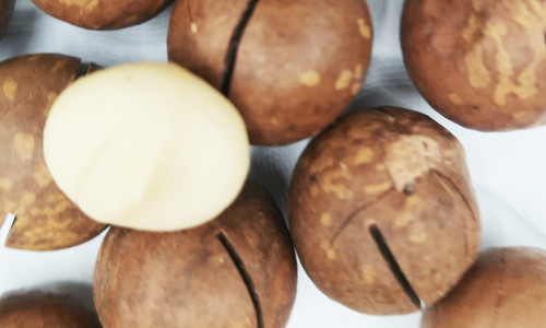 HALAL HACCP BRC Certified Wholesale Macadamia Nuts Manufacturer for Europe & Middle East