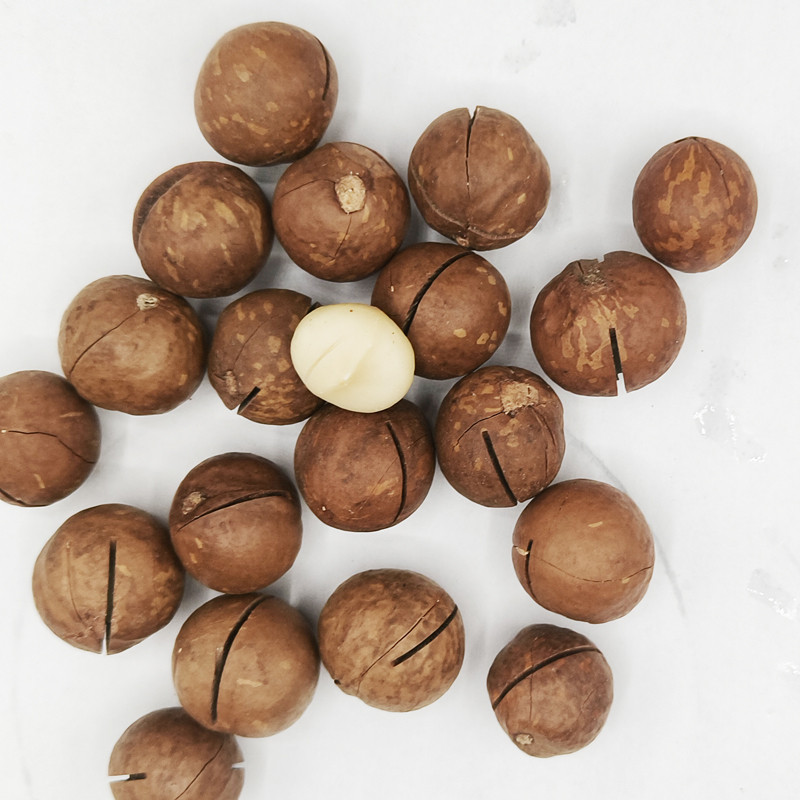 Wholesale Macadamia Nuts