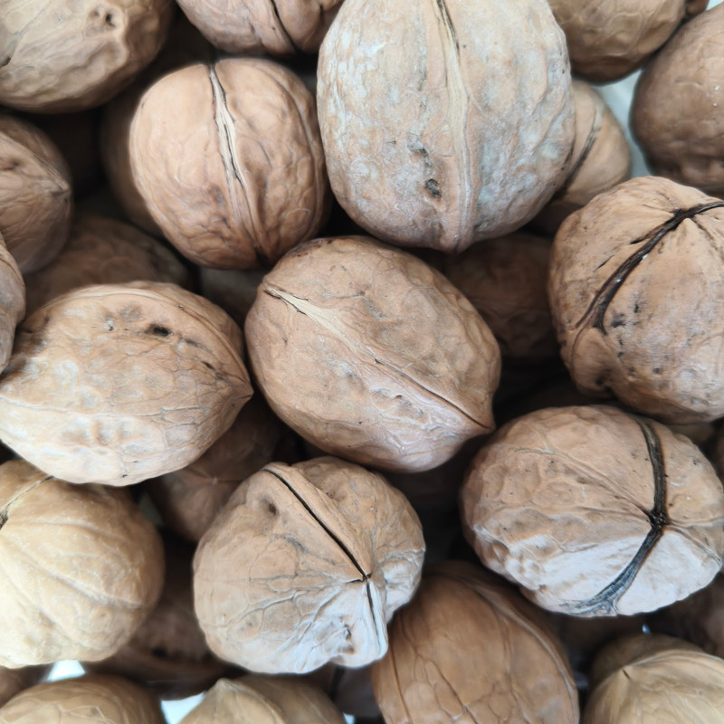 Wholesale Walnuts