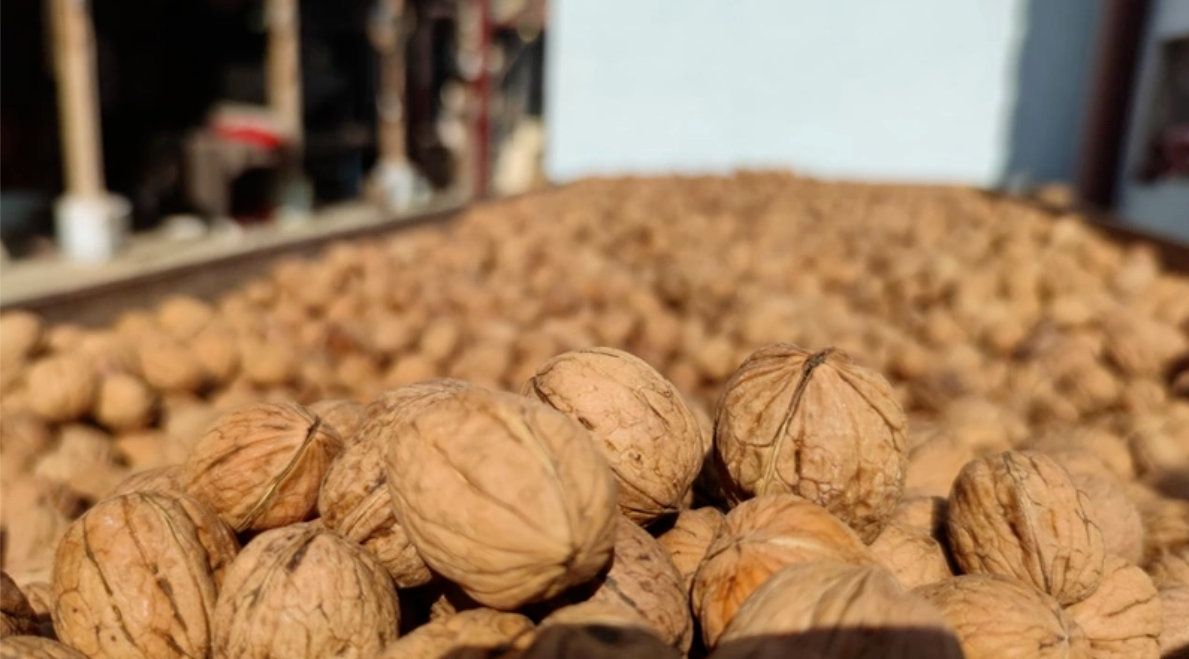 Walnut Wholesale
