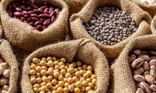Avoid These Common Pitfalls When Choosing a Bean Wholesale Supplier