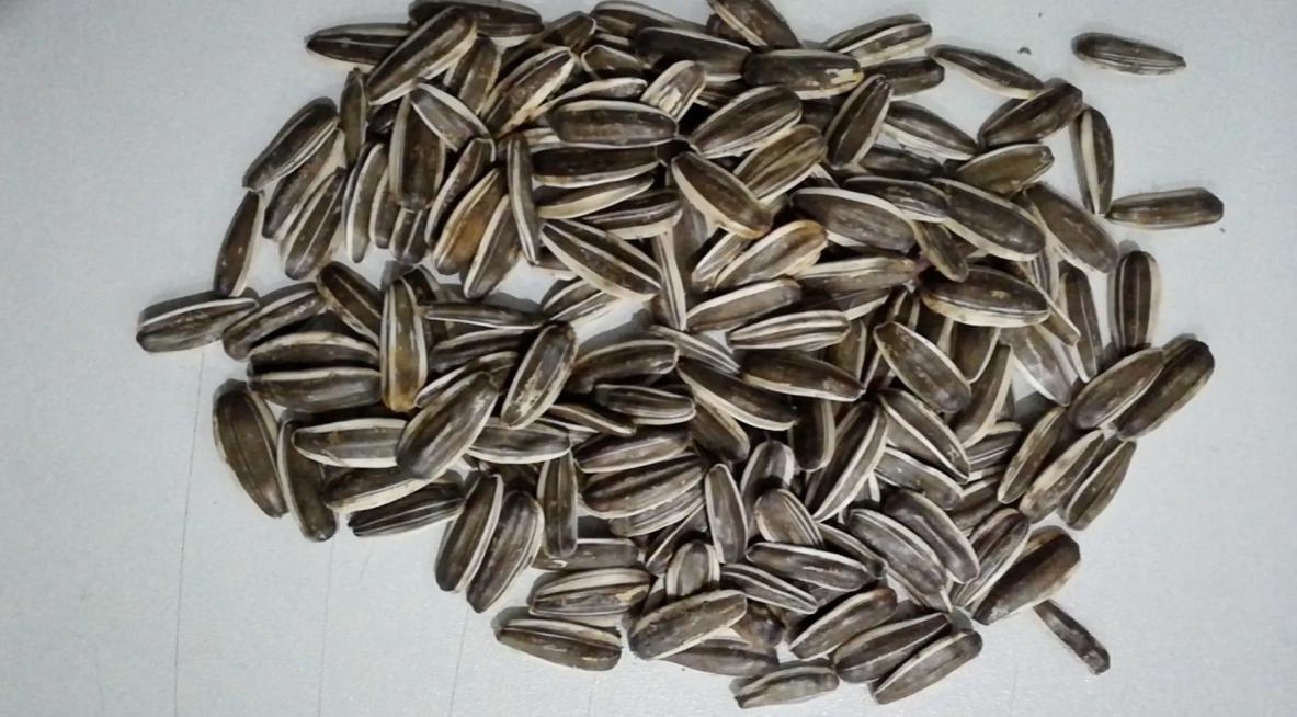 Sunflower Seed Wholesale