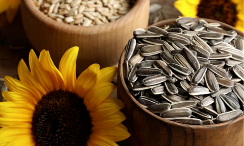 Why Wholesaling Sunflower Seeds Is the Hottest Trend in the Snack Industry