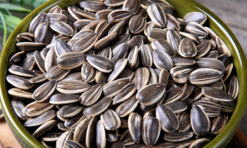 Why Seasonal Trends Must Be Considered When Purchasing Sunflower Seeds Wholesale