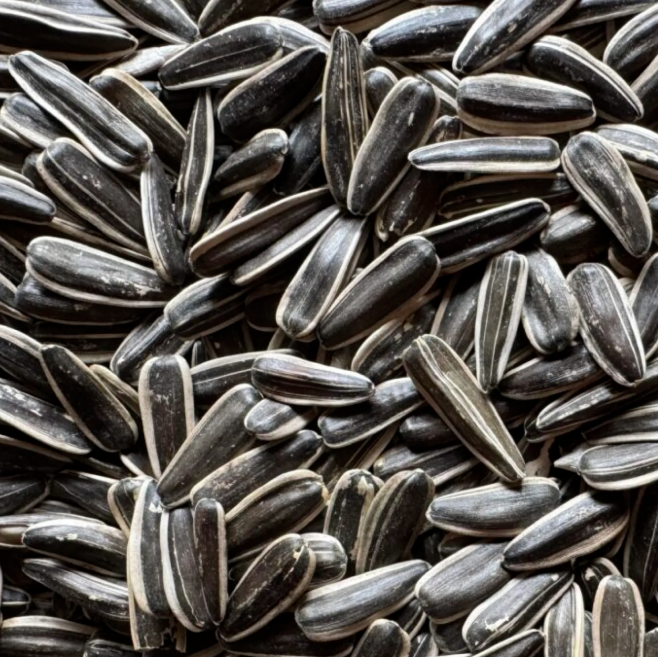 Organic Sunflower Seeds