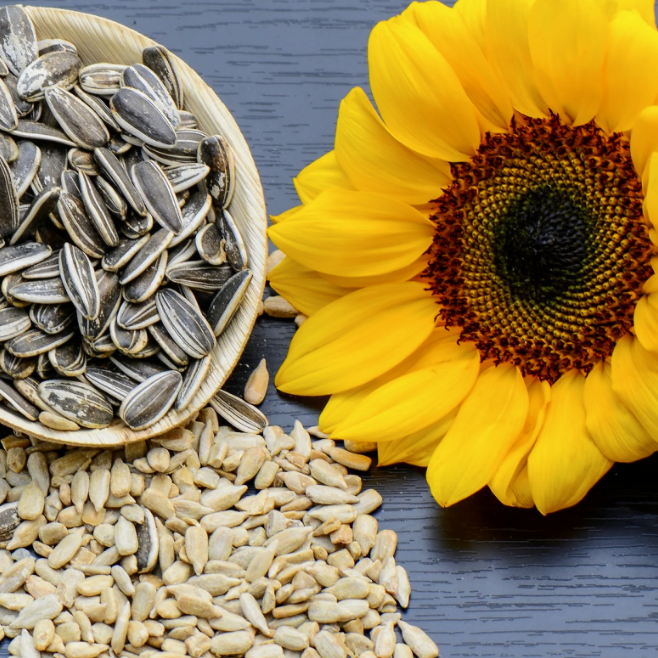 Ultimate Storage Tips to Keep Sunflower Seeds Fresh for Longer | GOODLUCK