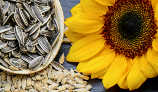 Ultimate Storage Tips to Keep Sunflower Seeds Fresh for Longer | GOODLUCK