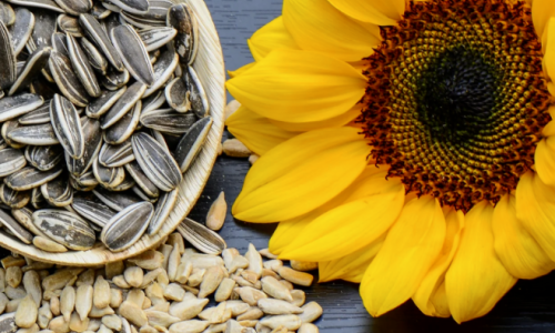 Ultimate Storage Tips to Keep Sunflower Seeds Fresh for Longer | GOODLUCK
