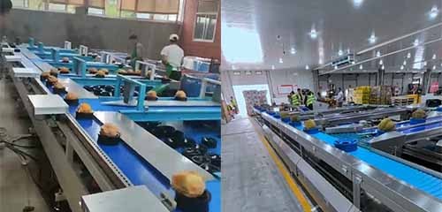 Fresh Fruits Sorting