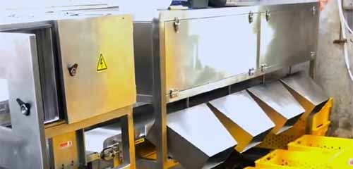 Advanced Automatic Weight Grader to Chicken Portion Grading