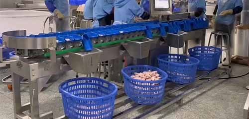 Weight Sorters to Chicken Drumstick Grading