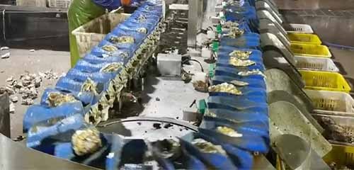 Weight Sorters to Shellfish Weight Sorting