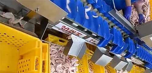 Weight Sorters to Chicken Wing Sorting