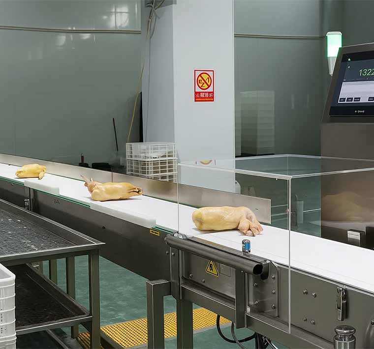 Chicken Weight Sorting Machine