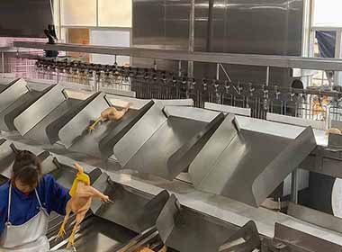 Sorting scale equipment is used to sort whole chickens by weight