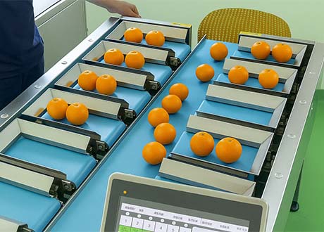 Produce checkweigher machine and metal detector combo system applied in fruits and vegetables industry for accurate weighing and contamination prevention