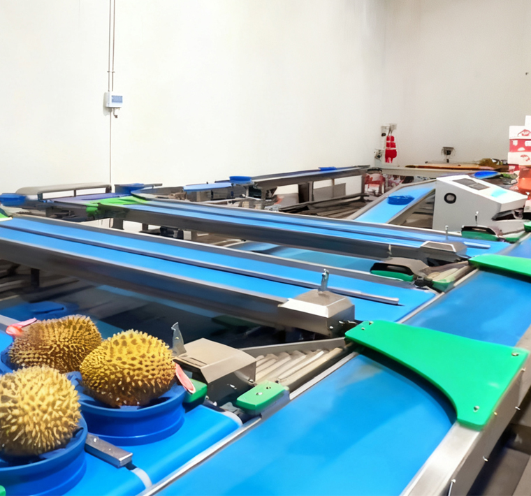 Food checkweighers and weight sorters are checking fruits and vegetables