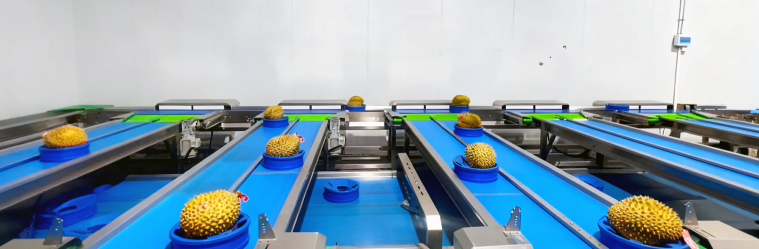 Vegetables and Fruits checkweigher weight sorter