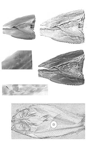 Fish Bone X-ray Inspection System: X-ray images of fish meat.