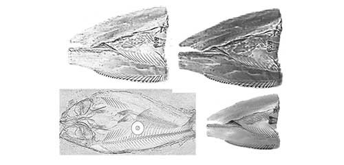 Ultra-High Precision AI Detection 