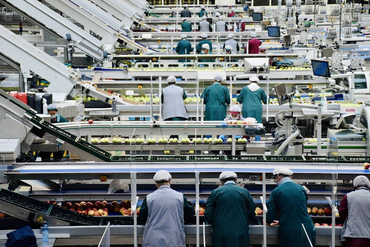 Large food sorting and packaging facility with workers along conveyor belts
