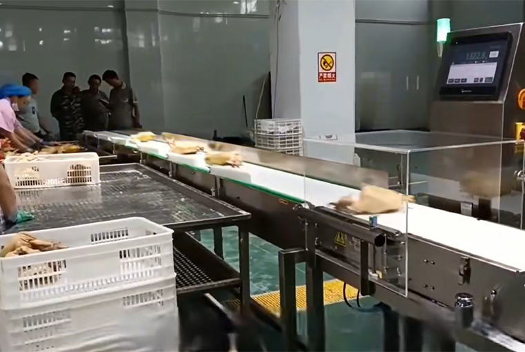 Sorting machine sorting chicken