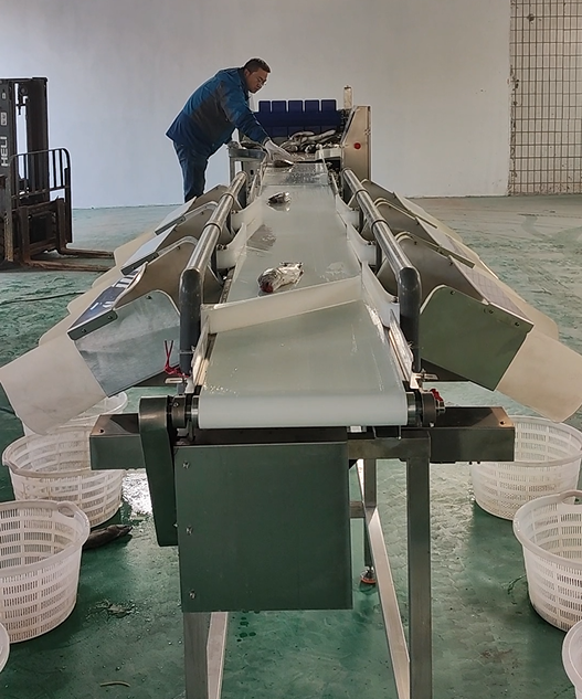 Weight sorter for whole fish